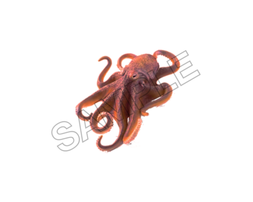 octopus sample image png