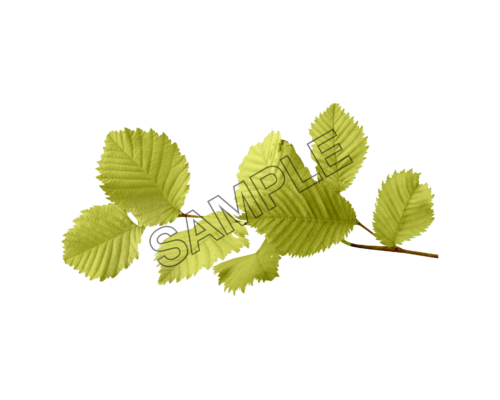 autumn leaves fresh sample image png