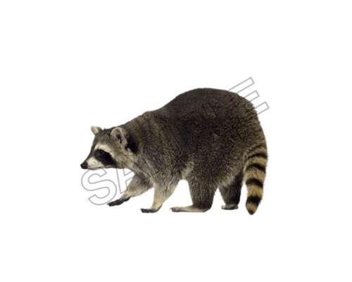 raccoon ,sample image png