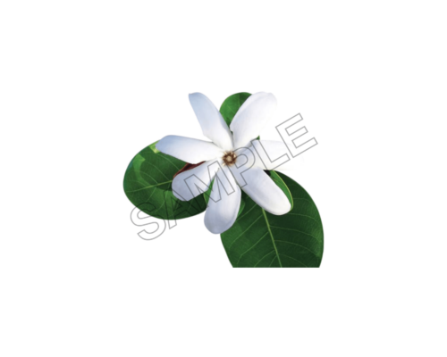 tahiti customs and tradition sample image png