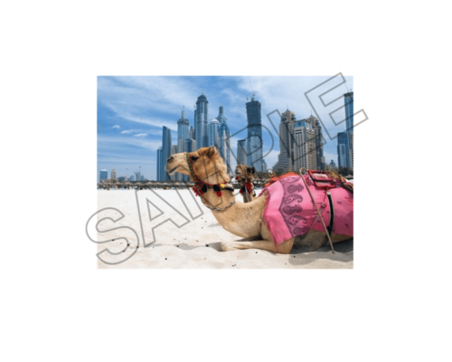 Paradise summer in UAE ,DUBAI sample image png