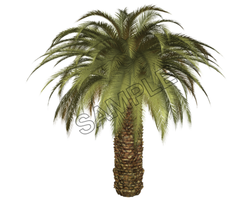 palm king tree sample image png