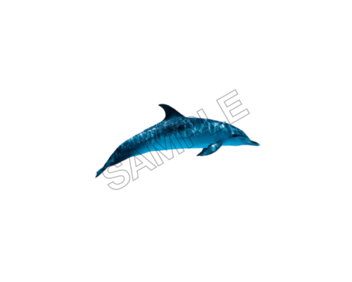 dolphin sample image png