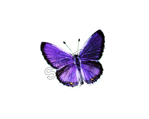 butterfly ultra-violet sample image png