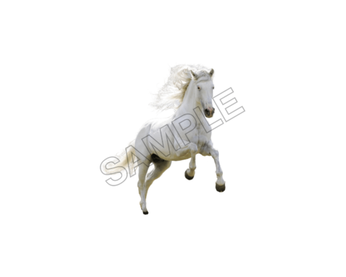 horse sample image png