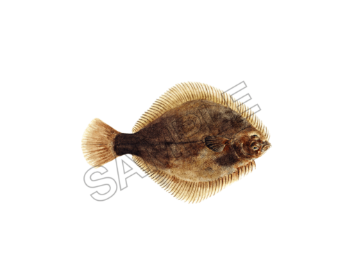 animals sample image png