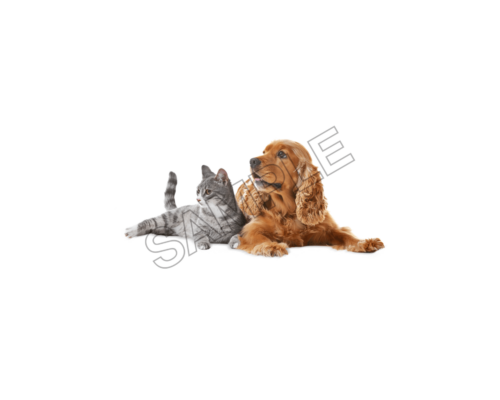 pets sample image png