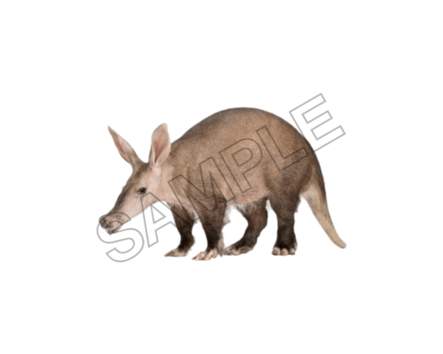 Aardvark sample image png