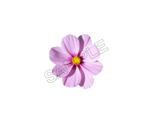 flowers and bouquets sample image png