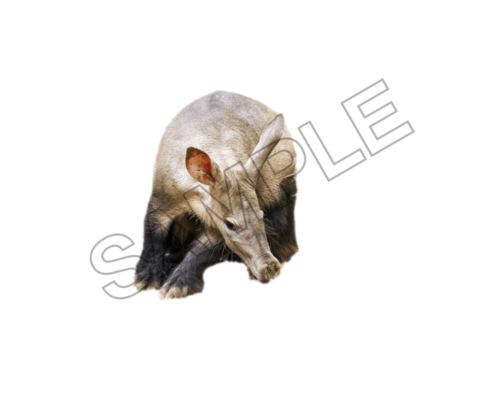 Aardvark sample image png