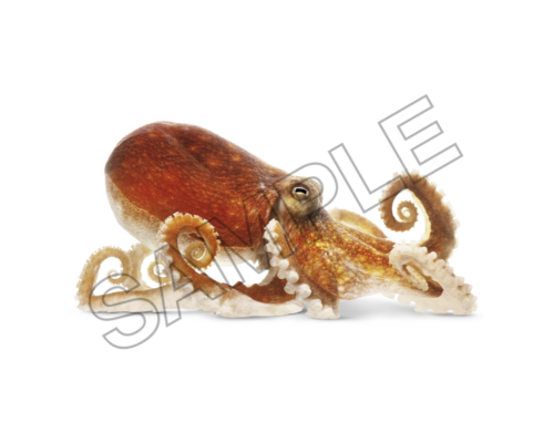 octopus sample image png