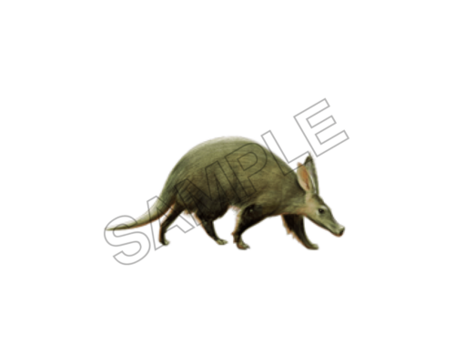 Aardvark sample image png