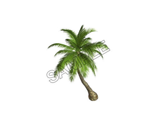 Ocean palm tree sample image png