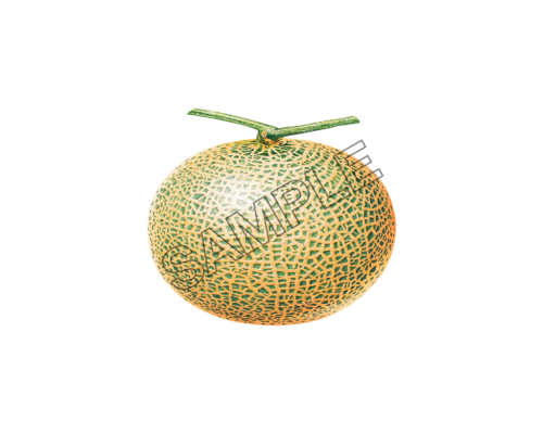 melon gratifying sample image png