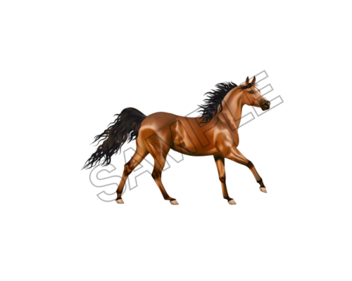 horse sample image png