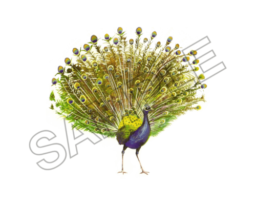 peacock sample image png