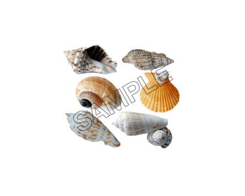 seashells examples sample image png