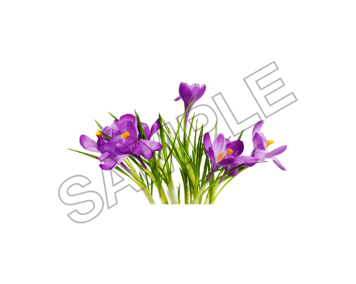 flowers sample image png