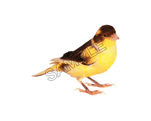 birds chick sample image png