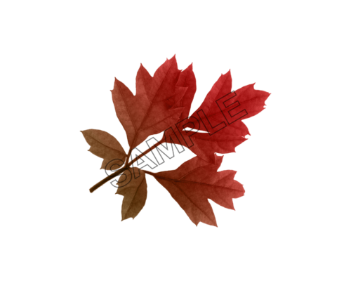 autumn leaves redish sample image png