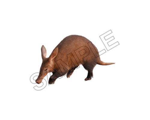 Aardvark sample image png