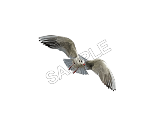 animals sample image png