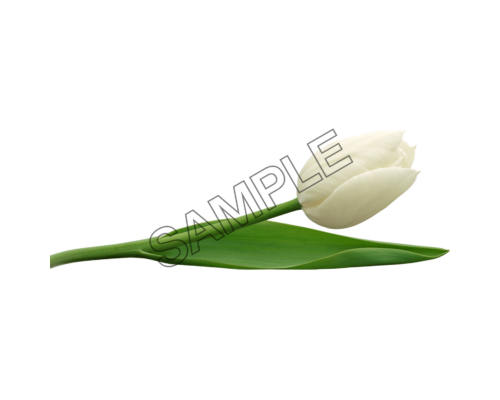 tulip white color sample image png