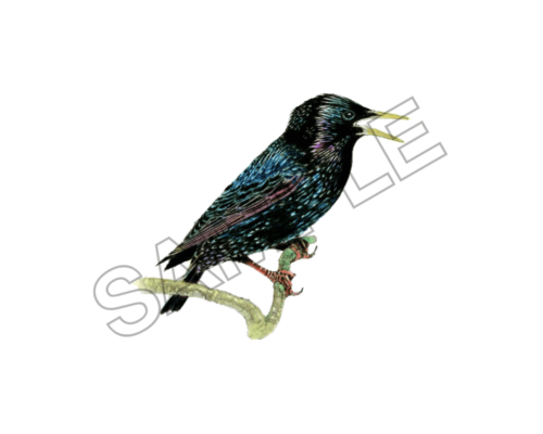 starling bird sample image png