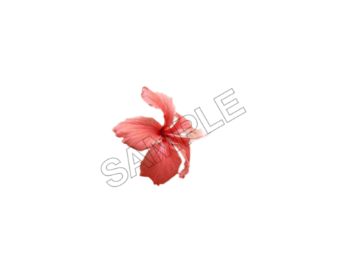 summer sample image png