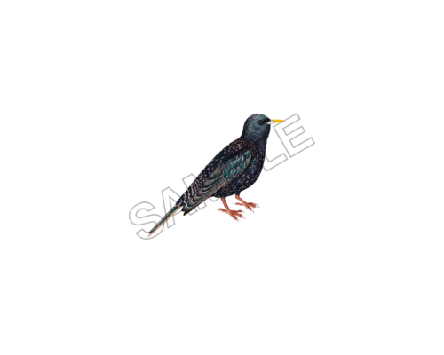 starling bird sample image png