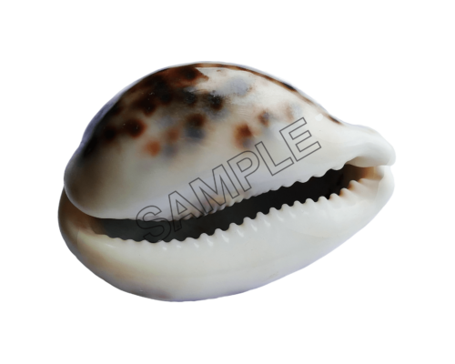 seashells cacoon sample image png