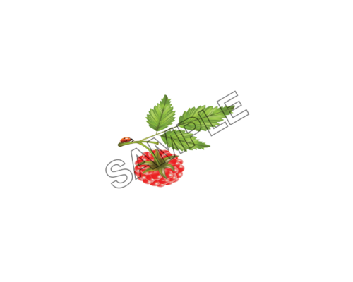 raspberry delightful sample image png