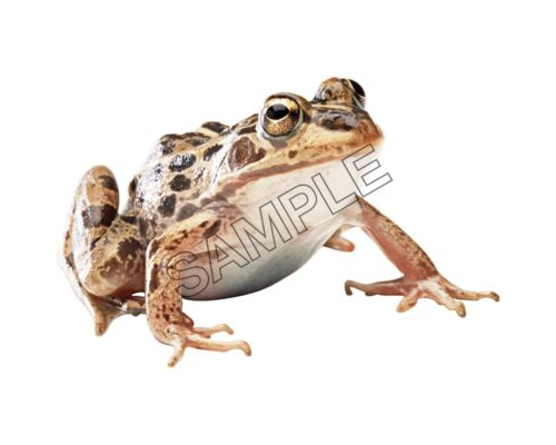 ugly brown toad front view png