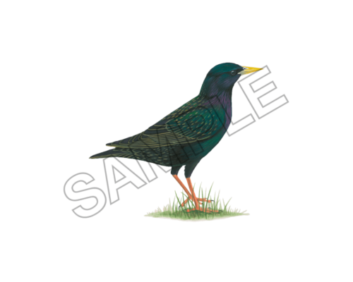 starling bird sample image png