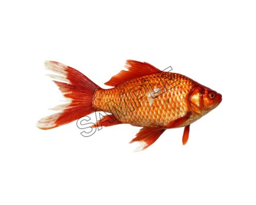 large swimming goldfish