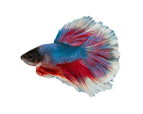 japanese fighting fish from japan png