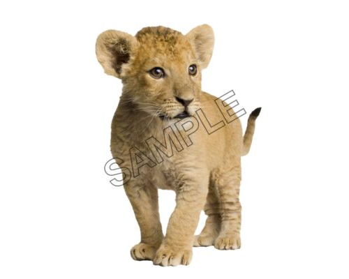 cute lion cub