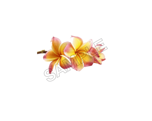 tahiti summer sample image png