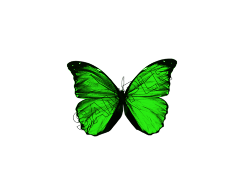 butterfly green sample image png