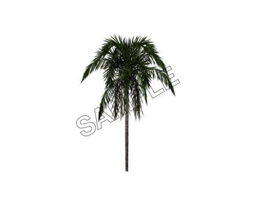 palm hanging branches tree sample image png