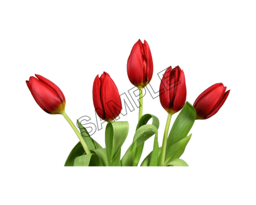 tulip red color sample image png