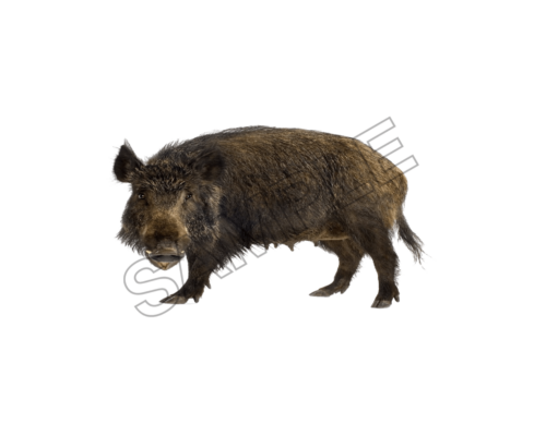 wild boar sample image png