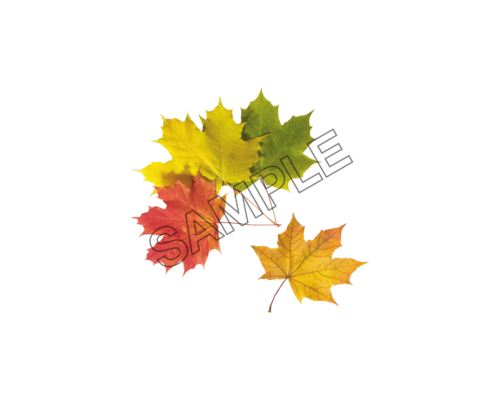 autumn leaves 4-color sample image png