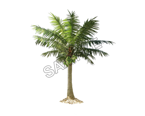 palm tree radial branches sample image png