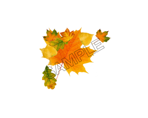 autumn leaves orange sample image png