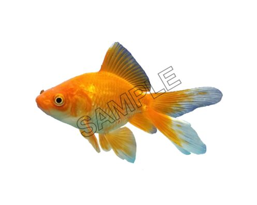 small goldfish swimming png