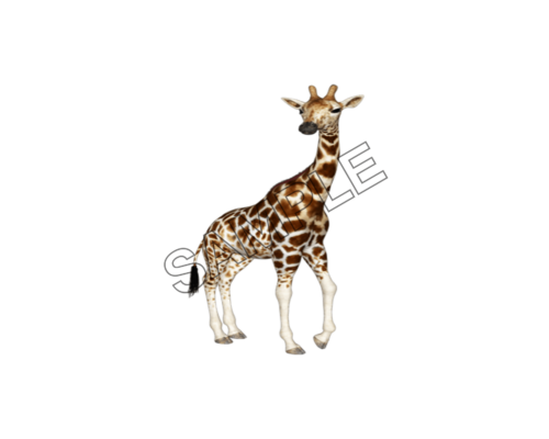 giraffe camel sample image png