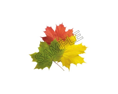 autumn leaves tri-color sample image png