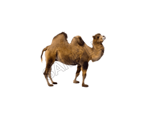 animals sample image png