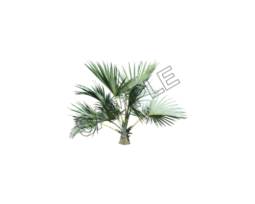 palm branches tree sample image png